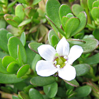 Bacopa Monnieri