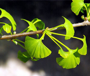 Ginkgo Biloba