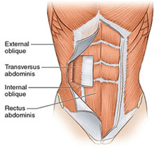 how flex belt works