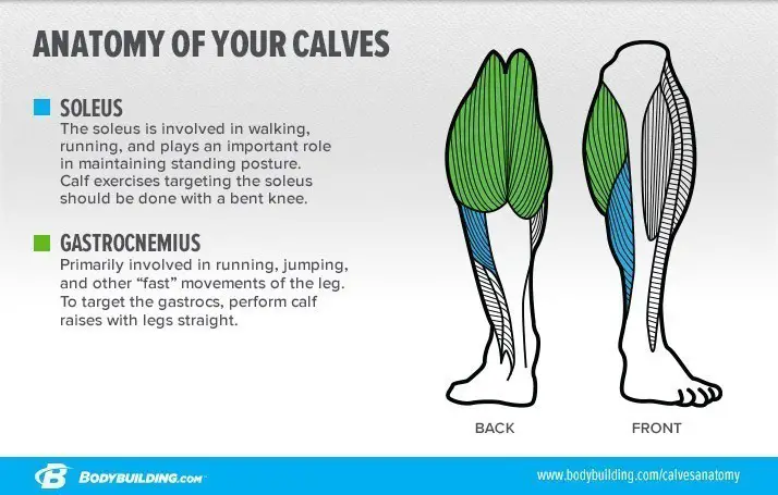 How to Build Awesome Calves