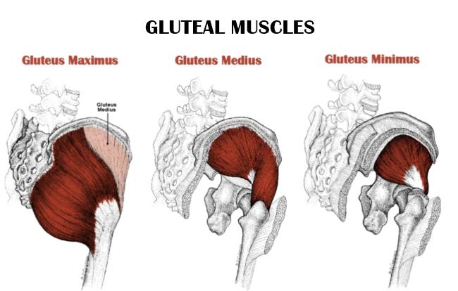 gluteal muscles