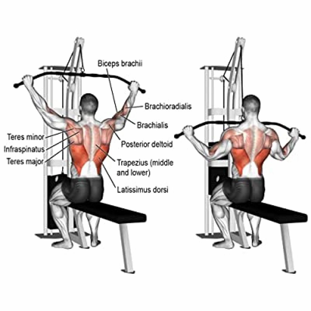 What Muscles Do Lat Pulldowns Work? GarageGymBuilder